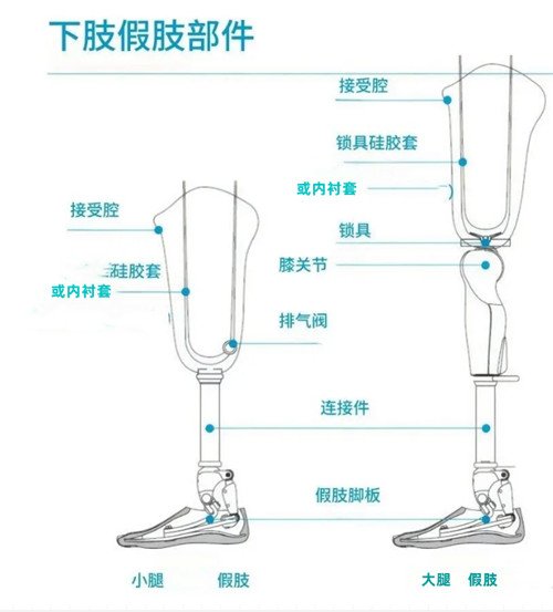 下肢假肢結(jié)構(gòu)圖解介紹